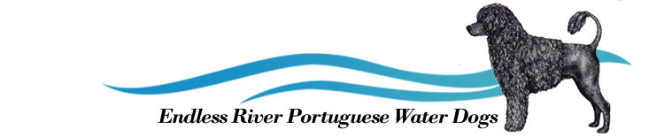 Endless River Portuguese Water Dogs